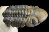 Crotalocephalina, Reedops & Leonaspis Trilobites - Atchana, Morocco #139518-9